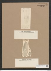 Navicula smithii var. borealis Grun. (de-Toni-Nr.: Genus 1, Species 289) Zeichnungen Sammlung Grunow Nr. 654 (NHMW-BOT-W0367023)
